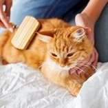 chat brosse
